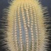 Siccobaccatus_estevsii